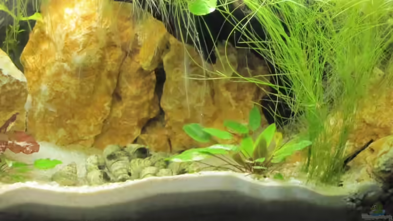 Mulde mit Schneckenhäusern von Fischfrau (14)