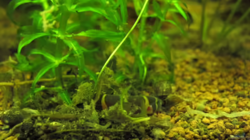 Mulm im Aquarium: Bedeutung, Pflege und Nutzen für ein gesundes Ökosystem