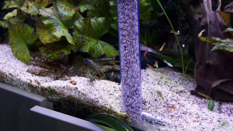 Mulm im Aquarium: Bedeutung, Pflege und Nutzen für ein gesundes Ökosystem