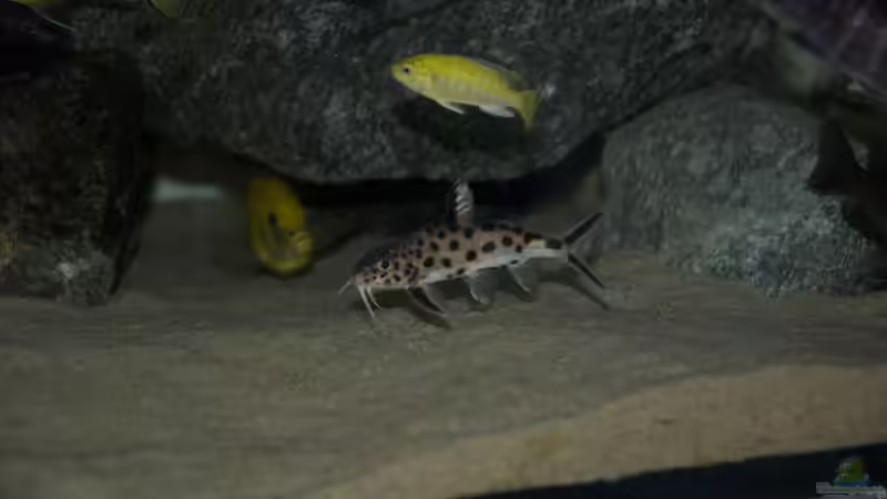 Multi Bock von Ayahuasca (11)