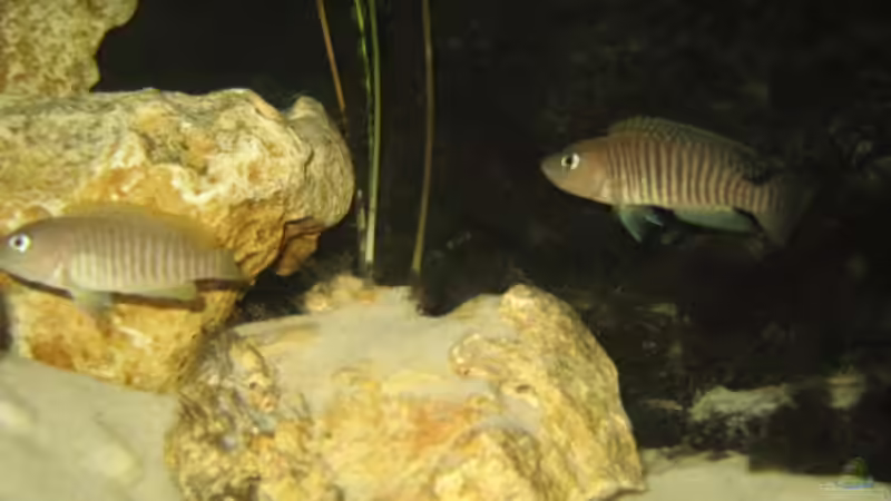 Multi Böcke von Delta (11)