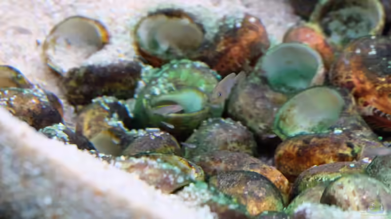 Multi-Familie (Mutter mit Nachwuchs) (2015) von Harald Götz (62)