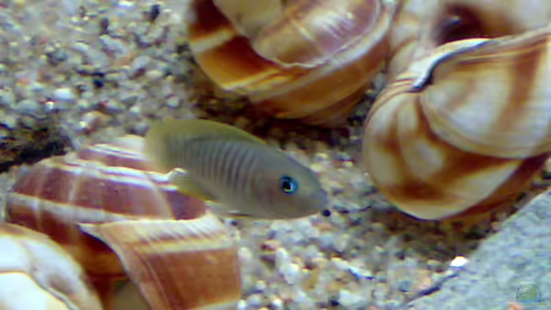 Multi Männchen von Carsten Stange (7)