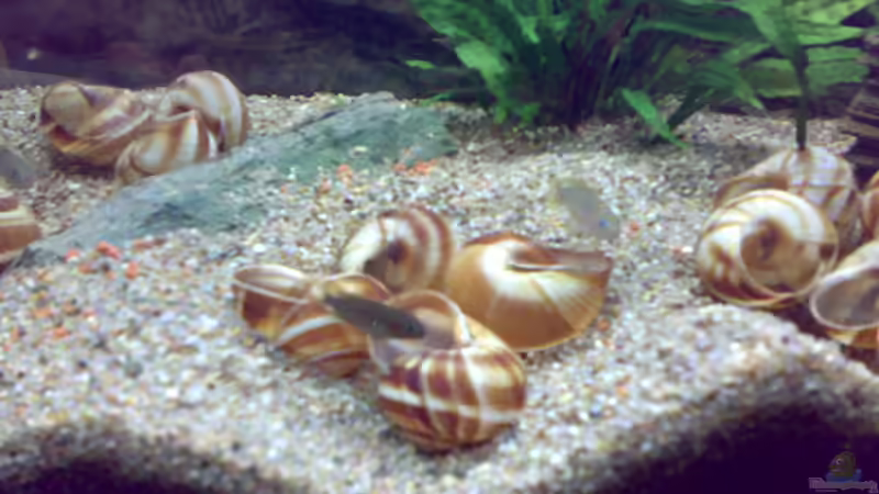 Multi Paar von Carsten Stange (8)