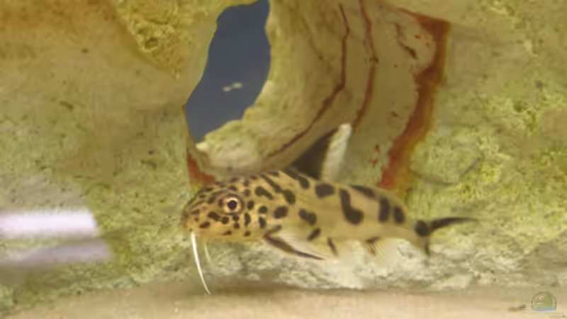 Multi von Markus Wittmann (7)