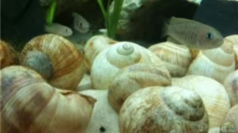 multi von René Cremer (14)