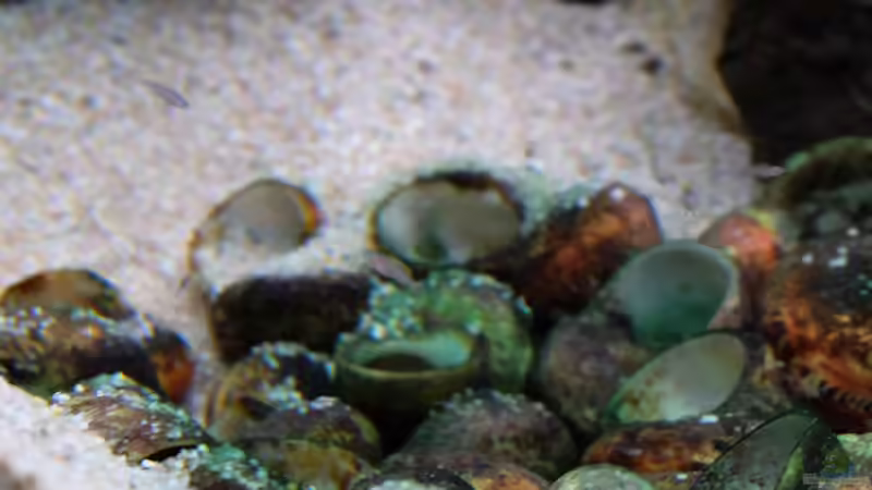 Multi-Winzlinge (2015) von Harald Götz (63)