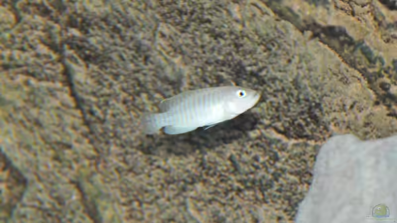 multibock von Lars Schnabel (24)