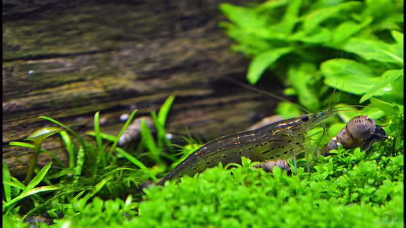 Multidentata & tuberculata von Tuduhi (7)