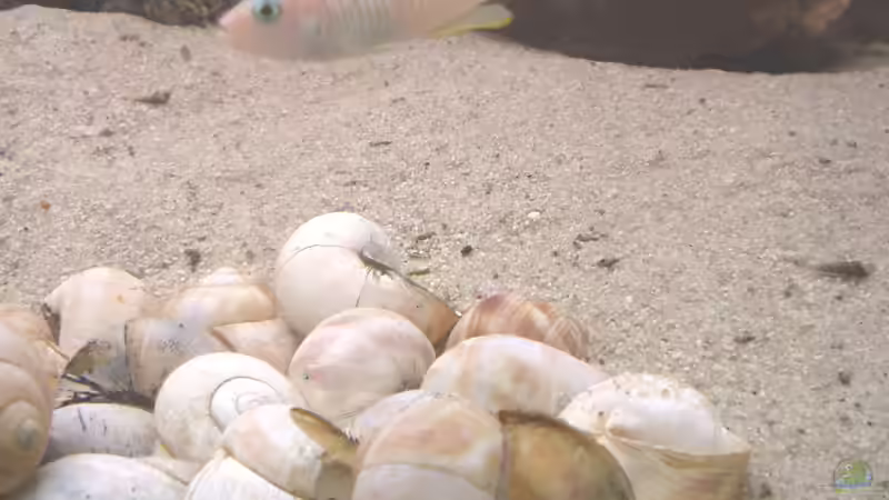 multifasciatus mit Jungfischen von Manfred Fink (3)