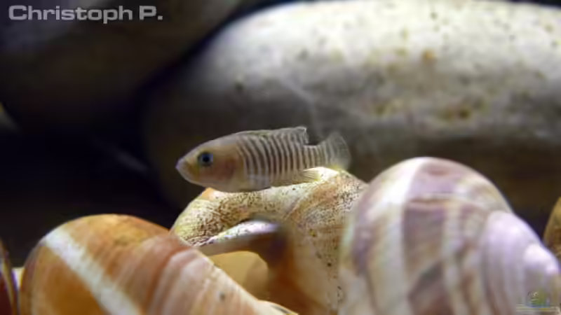 Multifasciatus(w) von gruengold (12)