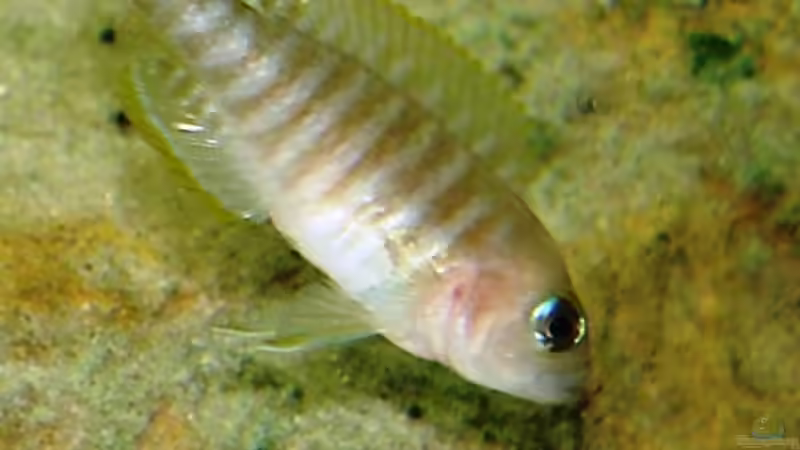 Multimama mit Kind von Susanne Gillig (8)