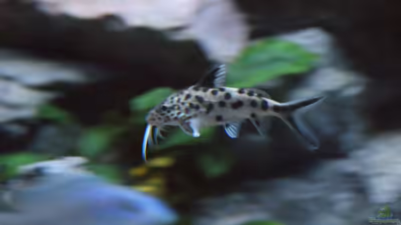 Multipunctatus  von Frank Wollenburg (45)