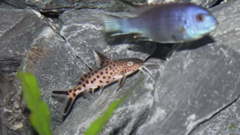 Multipunctatus von Jean-Paul Ambord (53)