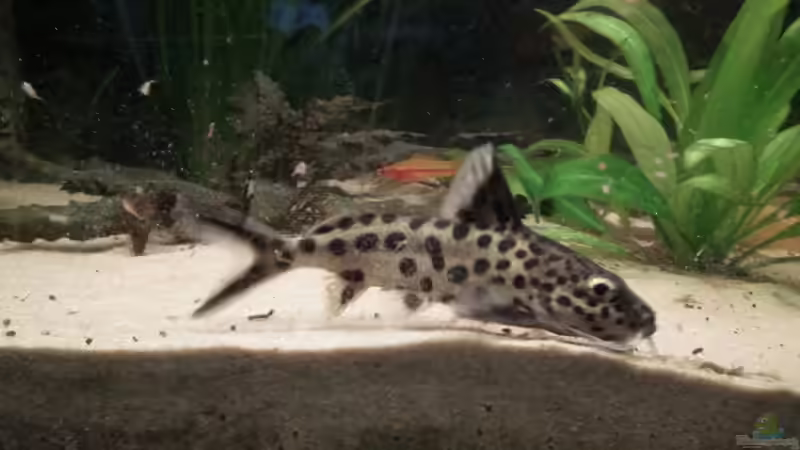 Multipunktatus von Peter Tippmar (7)