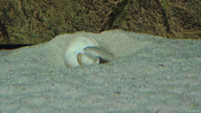 multiweib von Lars Schnabel (19)