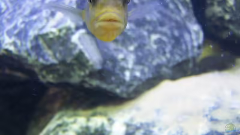 Mund voll ;-) von FinalDragon (22)