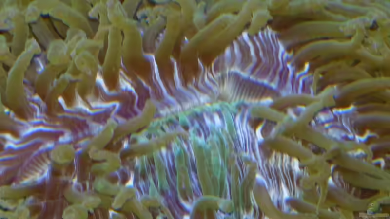 Mundöffnung Kniescheibenkoralle von Leni13 (29)