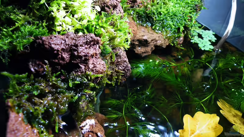 Munteres Plätschern von bergfrau (3)