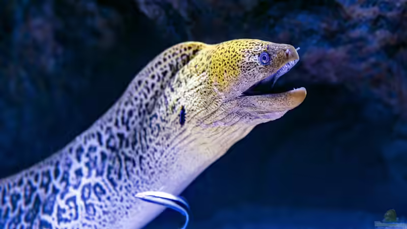 Muränen im Meerwasseraquarium: So gefährlich ist ihr Biss für Menschen