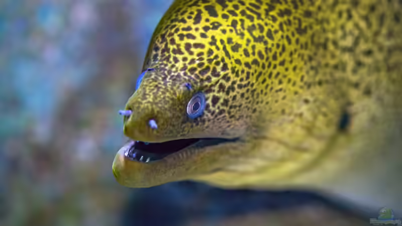 Muränen im Meerwasseraquarium: So gefährlich ist ihr Biss für Menschen