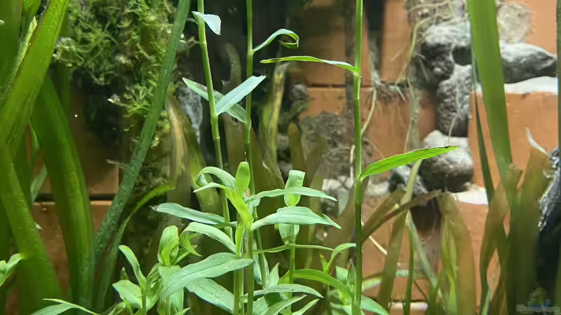 Murdannia keisak - Tagblume von Lina L. (13)