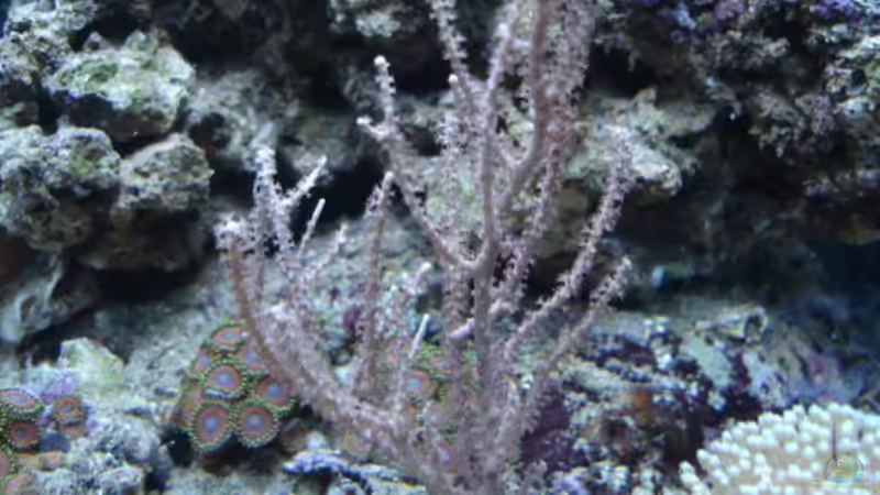 Muricea pinnata - Langdorn Strauchgorgonie von hej kompisar (12)