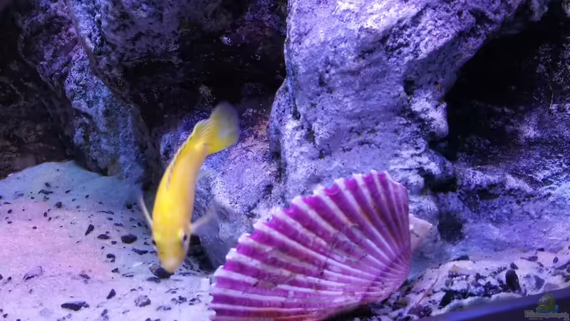 Muschel 1 von Irzzz (12)