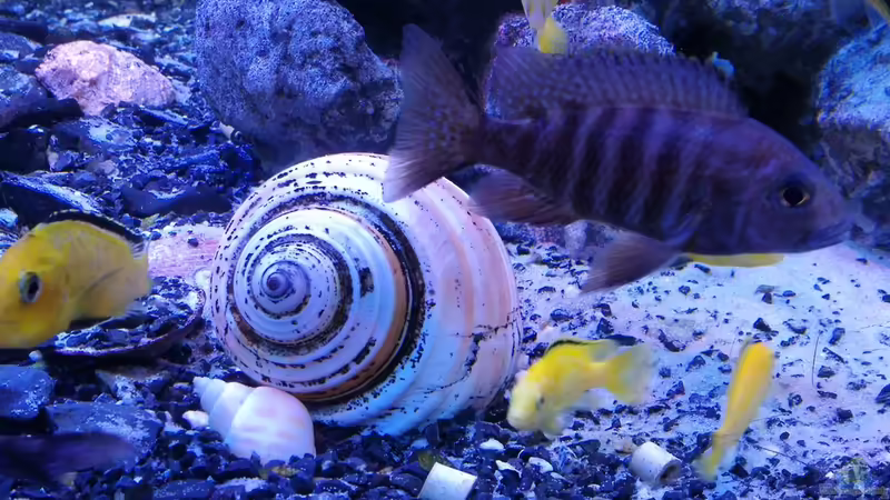 Muschel 2 von Irzzz (13)