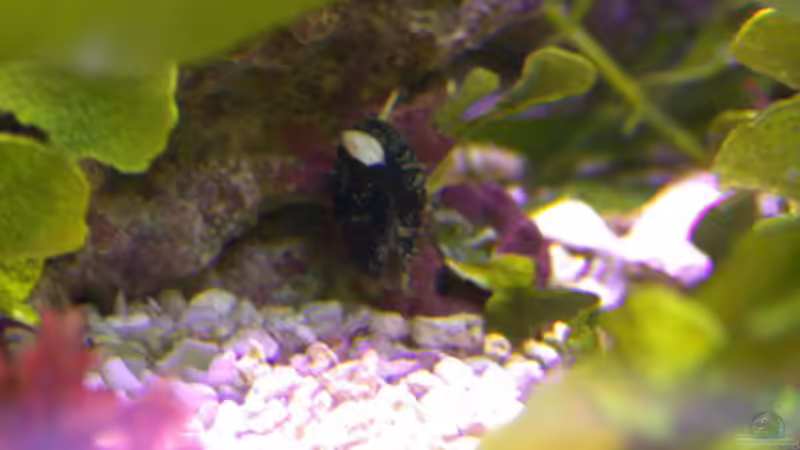 Muschel aus Bali, zog im Oktober 2008 bei uns ein von Bacalhau (16)