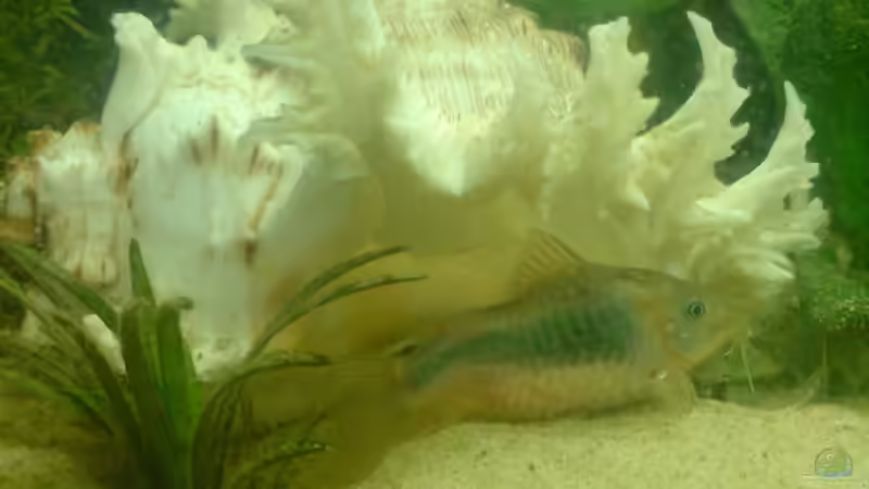 Muschel mit Panzerwels von Fabbby (7)