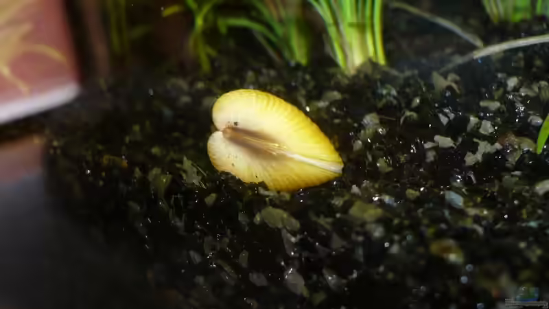 Muschel von hinten  von Noah H. (19)