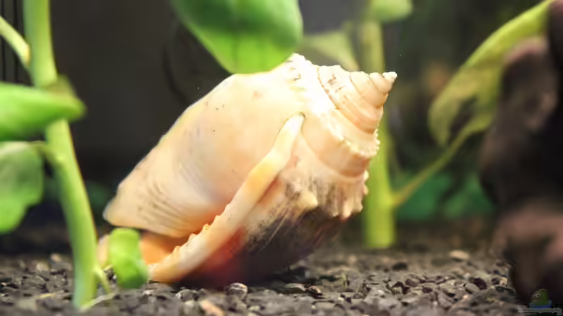 Muschel von Marc Leu (16)