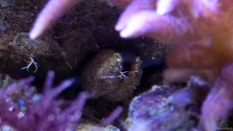 Muschel von Summse (53)