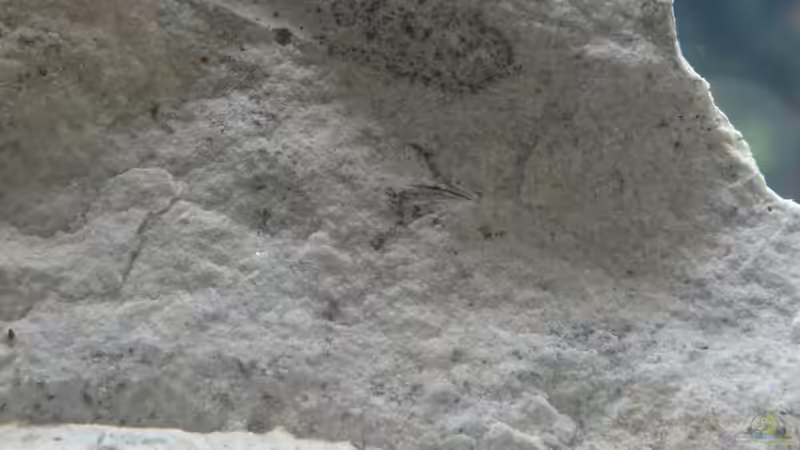 Muschelabdruck im Sandstein von paris (26)