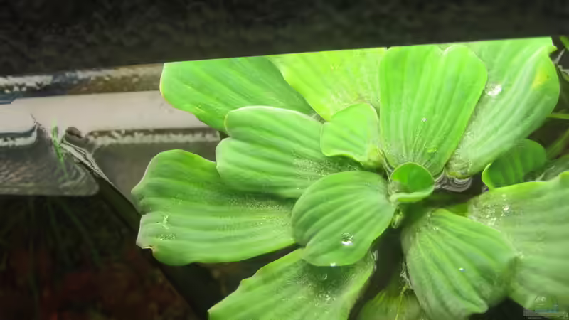 Muschelblume - ganz neu im Sortiment und toll für Fafis und als NPK-Zehrer von Mofafi-Liebhaber (55)