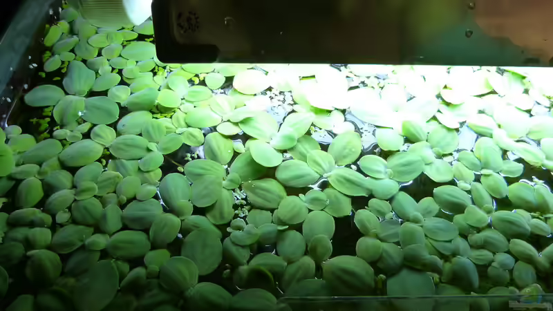 Muschelblume - Pistia stratiotes von Dieter (14)