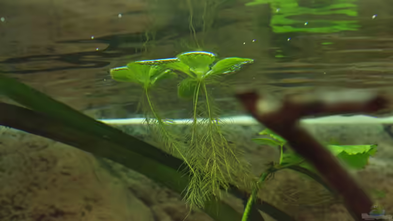 Muschelblume, Pistia stratiotes von Herr H. (12)