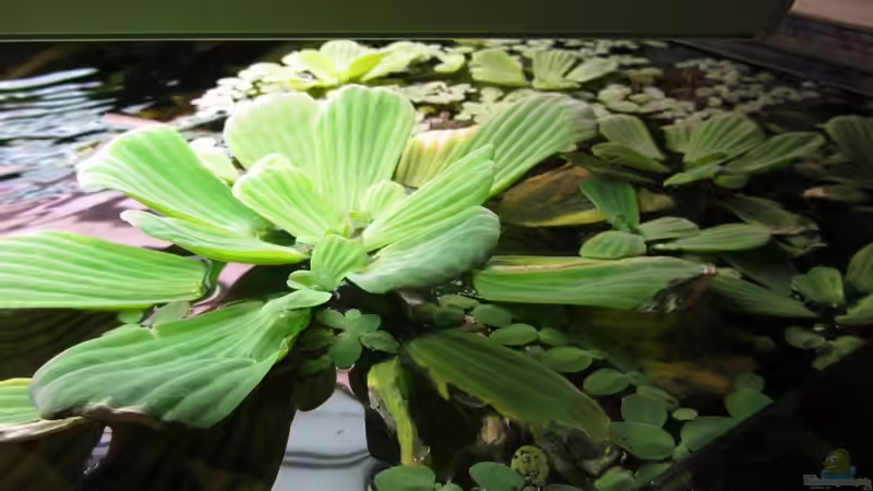 Muschelblume  von Sabrina Plankensteiner (32)