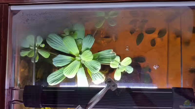 Muschelblume ebenfalls auf dem Wasser von SvenDerGroße (14)