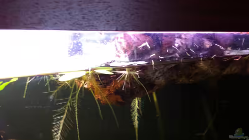 Muschelblume mit Korkröhre von Snakehead (8)