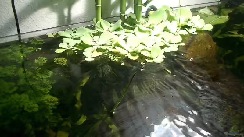 Muschelblume und Bambus von Christian Müller (6)