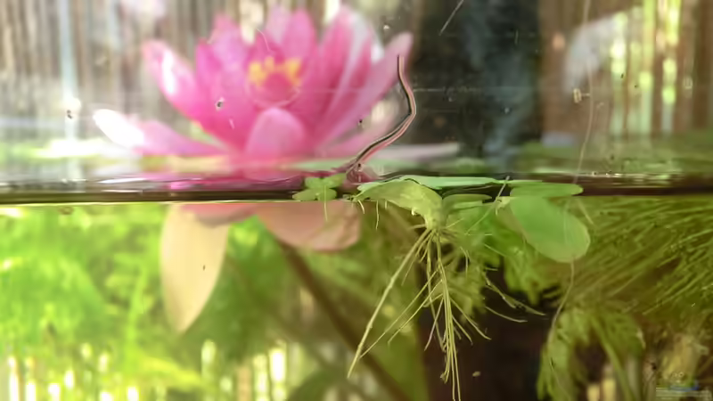 Muschelblume und Seerose am 21.07.2016 von Laufilauf (4)