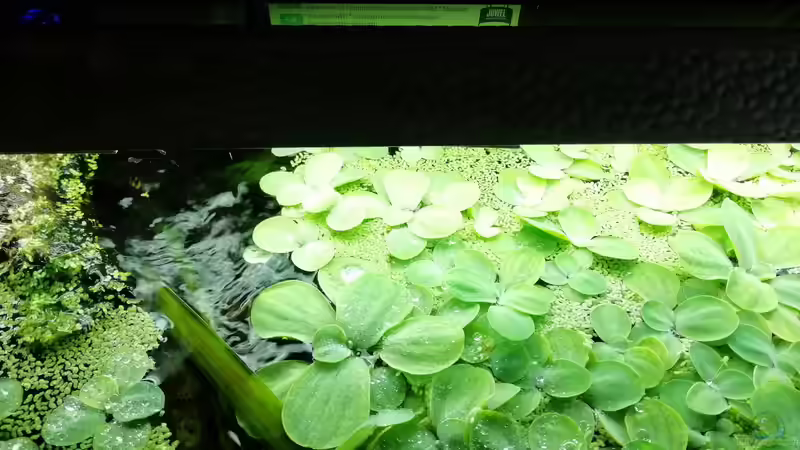 Muschelblume und Wasserlinsen von - Stephen - (16)