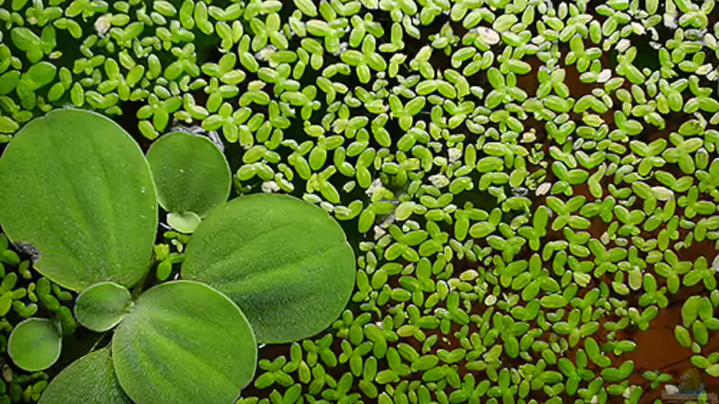 Muschelblume und Wasserlinsen von Juliane Schmidt (8)