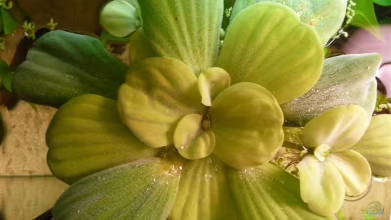 Muschelblume von Andreas Fuchs (8)