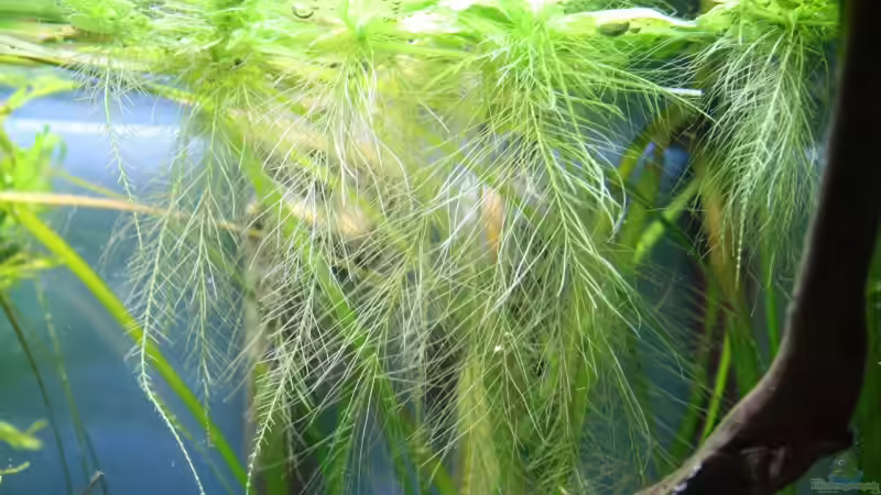 Muschelblume von Apistofan (23)