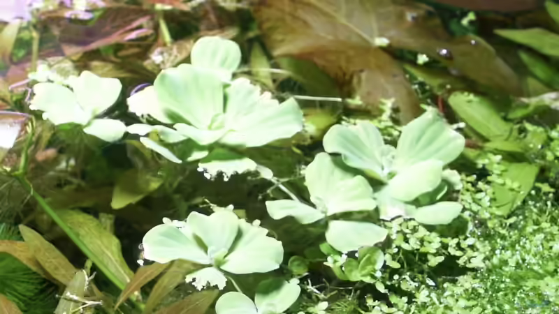 Muschelblume von Dschinn (39)