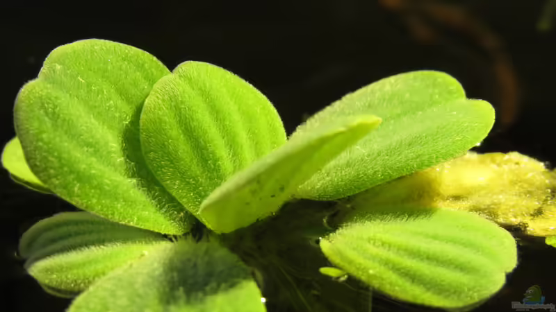 Muschelblume von Joni_99 (5)