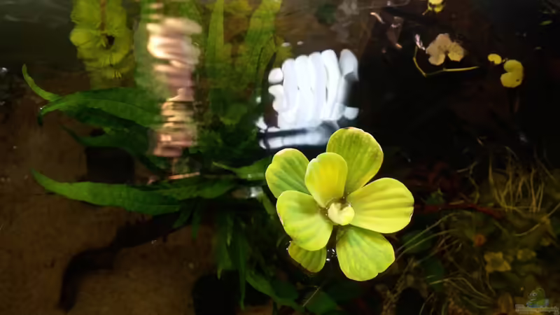 Muschelblume von KleinerPlaty (18)